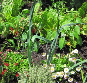 spring vegetable garden