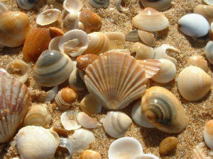 seashells1